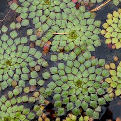 HydrOasis Mosaic Surface Live Pond Plant, 3 count
