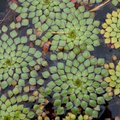 HydrOasis Mosaic Surface Live Pond Plant, 3 count