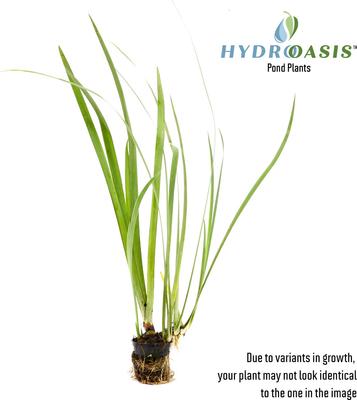 Show full view: HydrOasis Assorted Iris Potted Fish Plant, 3 count slide 2 of 4