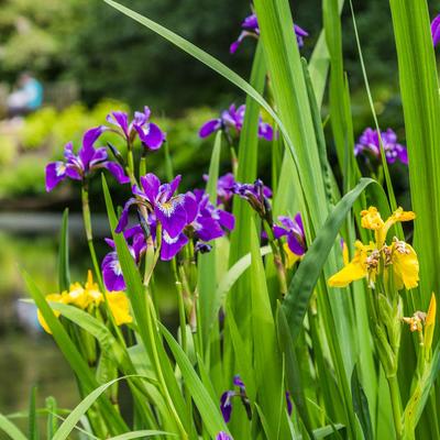 Show full view: HydrOasis Assorted Iris Potted Fish Plant, 3 count slide 3 of 4