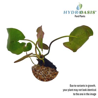 Show full view: HydrOasis Hardy Water Lily Live Pond Plant, Yellow slide 2 of 6