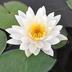 HydrOasis Hardy Water Lily Live Pond Plant, White