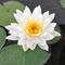 Show in main carousel: HydrOasis Hardy Water Lily Live Pond Plant, White slide 1 of 6