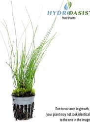 HydrOasis Dwarf Horsetail Rush Potted Live Pond Plant slide 2 of 3
