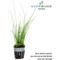 Show in main carousel: HydrOasis Dwarf Horse Tail Rush Potted Reg Fish Plant, 3 count slide 2 of 4