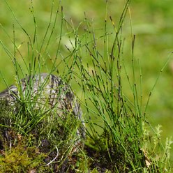 HydrOasis Dwarf Horsetail Rush Potted Live Pond Plant slide 1 of 3