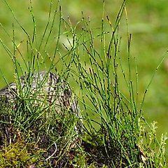 HydrOasis Dwarf Horsetail Rush Potted Live Pond Plant