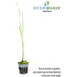 HydrOasis Assorted Iris Potted Live Pond Plant