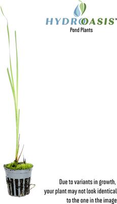 Show full view: HydrOasis Dwarf Cattail Potted Fish Plant, 3 count slide 2 of 4