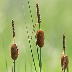 HydrOasis Dwarf Cattail Potted Live Pond Plant