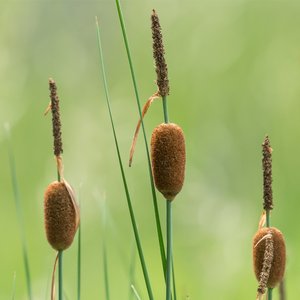 HydrOasis Dwarf Cattail Potted Live Pond Plant