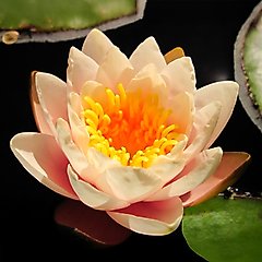 HydrOasis Hardy Water Lily Live Pond Plant, Peach