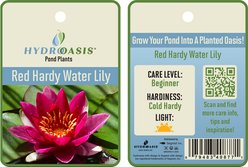 HydrOasis Hardy Water Lily Live Pond Plant, Red slide 2 of 5