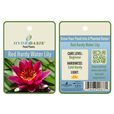 Show full view: HydrOasis Hardy Water Lily Live Pond Plant, Red slide 5 of 5