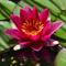 Show in main carousel: HydrOasis Hardy Water Lily Live Pond Plant, Red slide 1 of 5