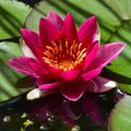 HydrOasis Hardy Water Lily Live Pond Plant, Red