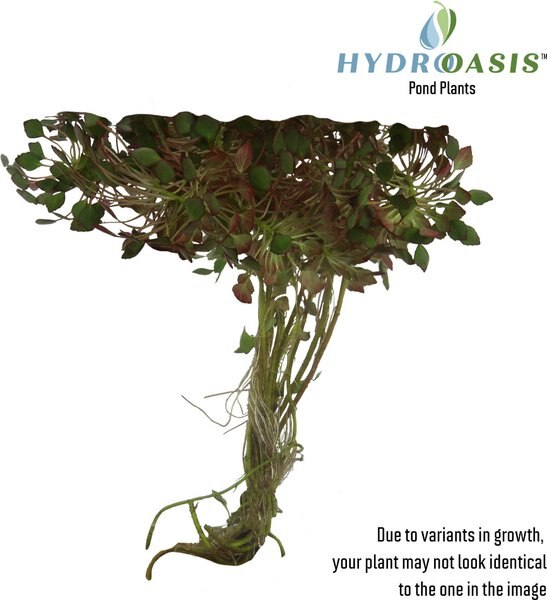 HydrOasis Mosaic Surface Plant Live Pond Plant