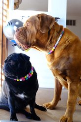 Mimi Green Personalized Single Strand Beaded Friendship Bracelet Dog Collar, 15-in neck, 3/4-in wide slide 2 of 3