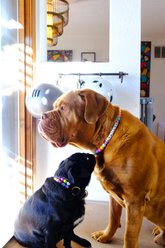 Mimi Green Personalized Single Strand Beaded Friendship Bracelet Dog Collar, 14-in neck, 3/4-in wide slide 2 of 3