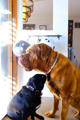 Show full view: Mimi Green Personalized Single Strand Beaded Friendship Bracelet Dog Collar, 11-in neck, 5/8-in wide slide 2 of 6