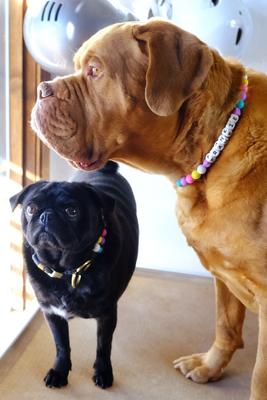 Show full view: Mimi Green Personalized Double Strand Beaded Friendship Bracelet Dog Collar, 16-in neck, 1-in wide slide 4 of 6