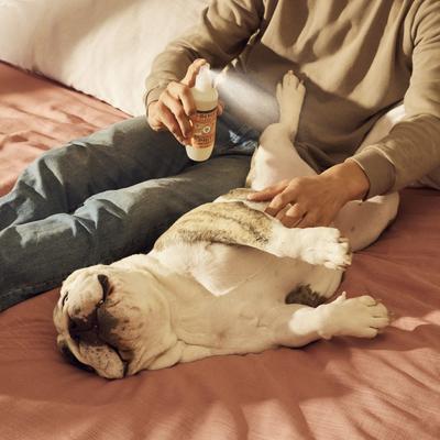 Show full view: Mrs. Meyer's Dog Deodorizing Spritz, White Peach, 8-fl oz bottle slide 9 of 11