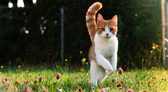 Primal Kibble in the Raw Non-GMO Chicken Recipe Freeze-Dried Cat Food