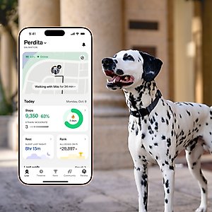 Fi Series 3 Kit Dog GPS Tracking Collar, Gray, X-Small: 9.5 to 11-in neck, 3/4-in wide