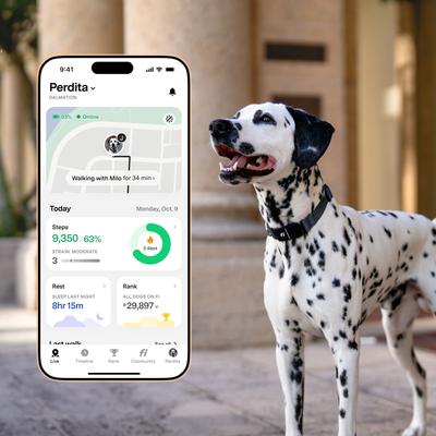 Show full view: Fi Series 3 Kit Dog GPS Tracking Collar, Gray, X-Small: 9.5 to 11-in neck, 3/4-in wide slide 4 of 7