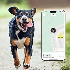 Fi Series 3 Kit Dog GPS Tracking Collar, Gray, Large: 15.5 to 22-in neck, 1-in wide slide 2 of 6