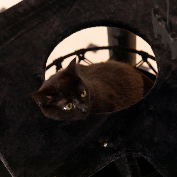 Happy & Polly Nightfall 40-in Plush Cat Tree for Halloween, Black