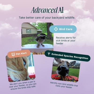 Show full view: Bird Buddy Smart Wild Bird Feeder Pro slide 7 of 10