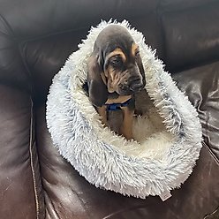 Dog Palace Nursery Anti-Anxiety Covered Dog & Cat Bed, Light Grey slide 2 of 7