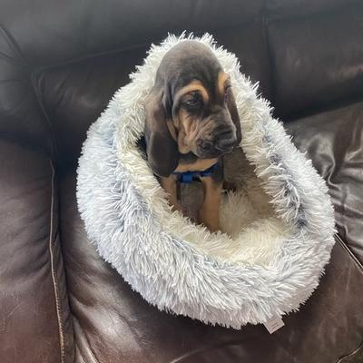 Show full view: Dog Palace Nursery Anti-Anxiety Covered Dog & Cat Bed, Light Grey slide 3 of 7