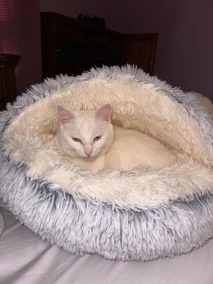 Show full view: Dog Palace Nursery Anti-Anxiety Covered Dog & Cat Bed, Light Grey slide 6 of 7