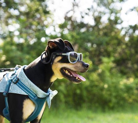 Show full view: POSE PETS Solid Dog Sunglasses, Fantasy Green, Medium slide 2 of 8