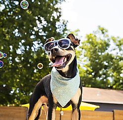 POSE PETS Solid Dog Sunglasses, Fantasy Green, Medium slide 1 of 7