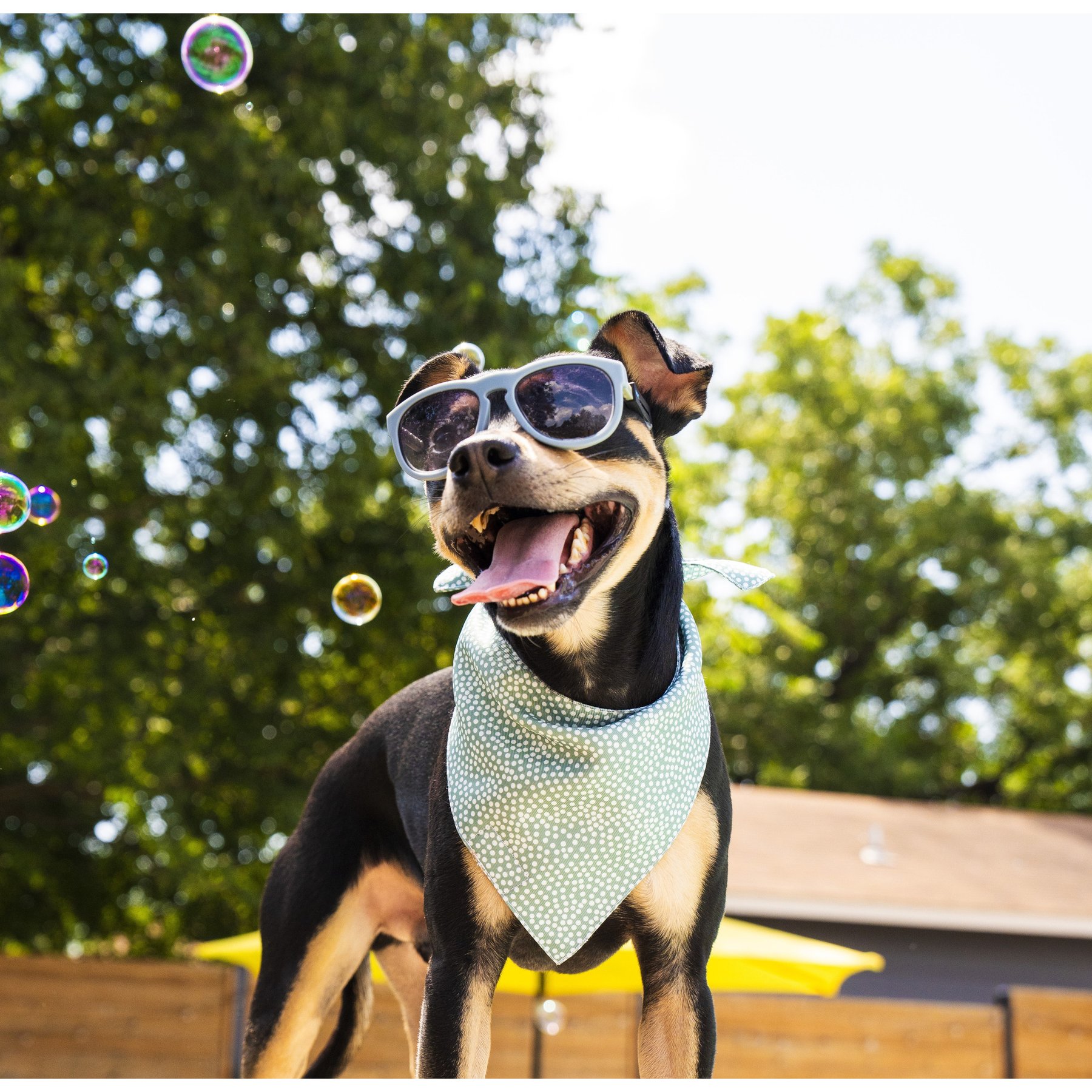 POSE PETS Solid Dog Sunglasses, Fantasy Green, Medium