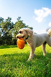 POSE PETS Solid Dog Sunglasses, Sunrise, Medium