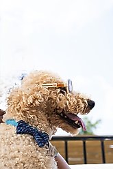 POSE PETS Solid Dog Sunglasses, Cashmere, Medium slide 1 of 8