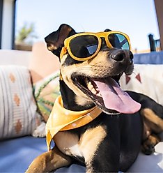 POSE PETS Solid Dog Sunglasses, Butterscotch, Medium