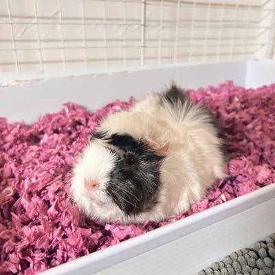 Show full view: Kaytee Clean & Cozy Colors Small Pet Bedding, Plum, 24.6-L slide 9 of 10