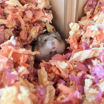 Show full view: Kaytee Clean & Cozy Colors Small Pet Bedding, Sunset, 24.6-L slide 9 of 10