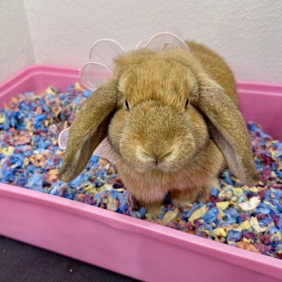 Show full view: Kaytee Clean & Cozy Colors Small Pet Bedding, Kaleidoscope, 24.6-L slide 9 of 10