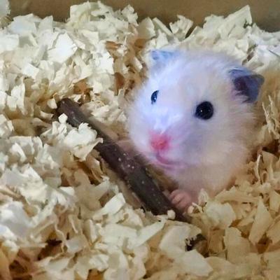 Show full view: Kaytee Apple Orchard Sticks Small Animal Treats, 10 count slide 7 of 10