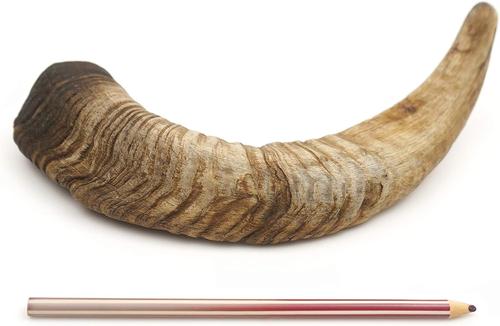 Show full view: EYS Herders Choice 8 to 10-inch Goat Horn Dog Chew, 2 count slide 4 of 5