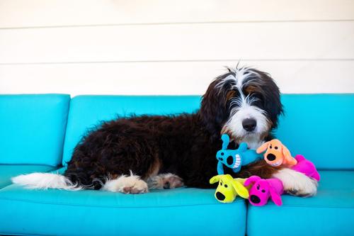 Show full view: Multipet Loofa Dog The Original Squeaky, Color Varies, Small + Gumby Squeaky Plush Dog Toy, Gumby, Plush slide 3 of 7