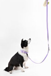 THE LICKER STORE Luna Hands-Free Dog Leash & Collar, Purple/Light Purple, Large: 15.3 to 24.8-in neck, 1-in wide slide 2 of 7