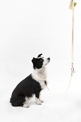 Show full view: THE LICKER STORE Luna Hands-Free Dog Leash & Collar, Almond, Large: 15.3 to 24.8-in neck, 1-in wide slide 6 of 10