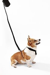 THE LICKER STORE Teddy Adjustable Dog H Harness & Leash Set, Black, Medium: 10.4 to 18-in neck slide 2 of 8